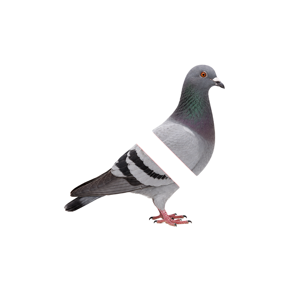 Pigeon with a red prohibition symbol: no pigeons allowed under solar panels